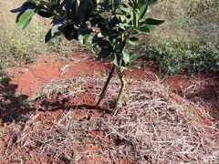 TƯỚI PHUN MƯA CHO 310 GỐC BƯỞI