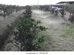 TƯỚI PHUN MƯA CHO CÂY CAM QUÝT BƯỞI