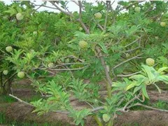 TƯỚI PHUN MƯA CỤC BỘ CHO 2,3 HECTA MÃNG CẦU