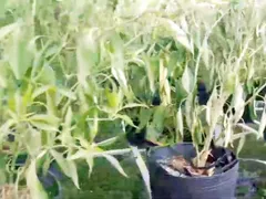 CÁCH LÀM HỆ THỐNG TƯỚI NHỎ GIỌT TẠI NHÀ