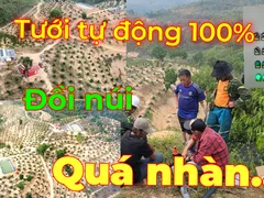 TƯỚI 20 HECTA SẦU RIÊNG TỰ ĐỘNG HOÀN TOÀN QUA APP ĐIỆN THOẠI