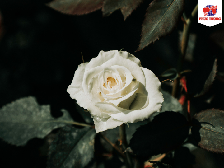 Hoa hồng bạch trị ho Hoa hồng bạch trị ho