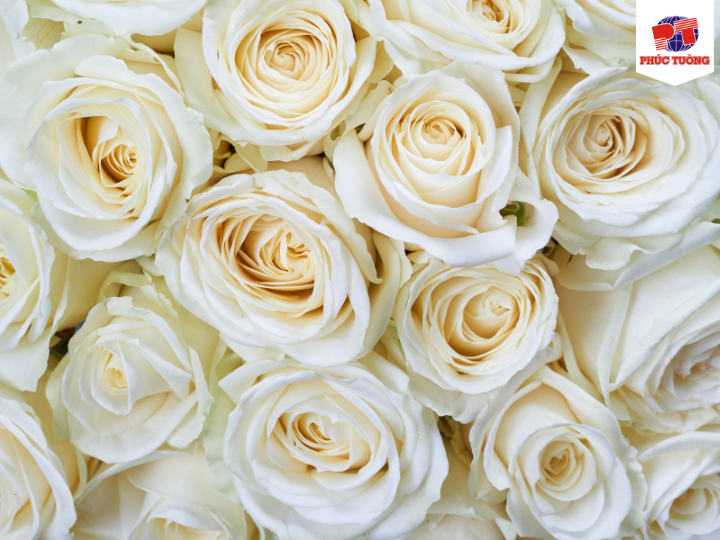 Hoa hồng bạch trị ho Hoa hồng bạch trị ho