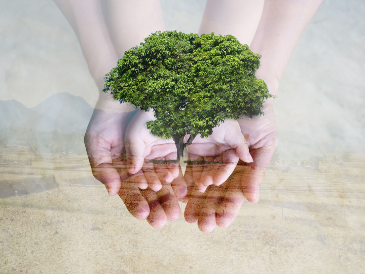 Ăn chay giảm sự tàn phá rừng