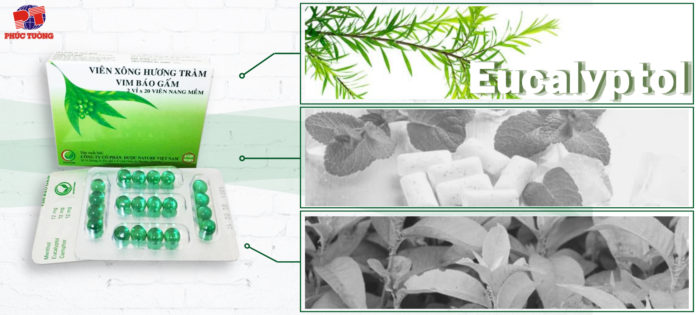 Eucalyptol từ lâu đã được sử dụng để điều trị các bệnh về đường hô hấp, giúp ức chế sự phát triển của virus gây bệnh Eucalyptol từ lâu đã được sử dụng để điều trị các bệnh về đường hô hấp, giúp ức chế sự phát triển của virus gây bệnh