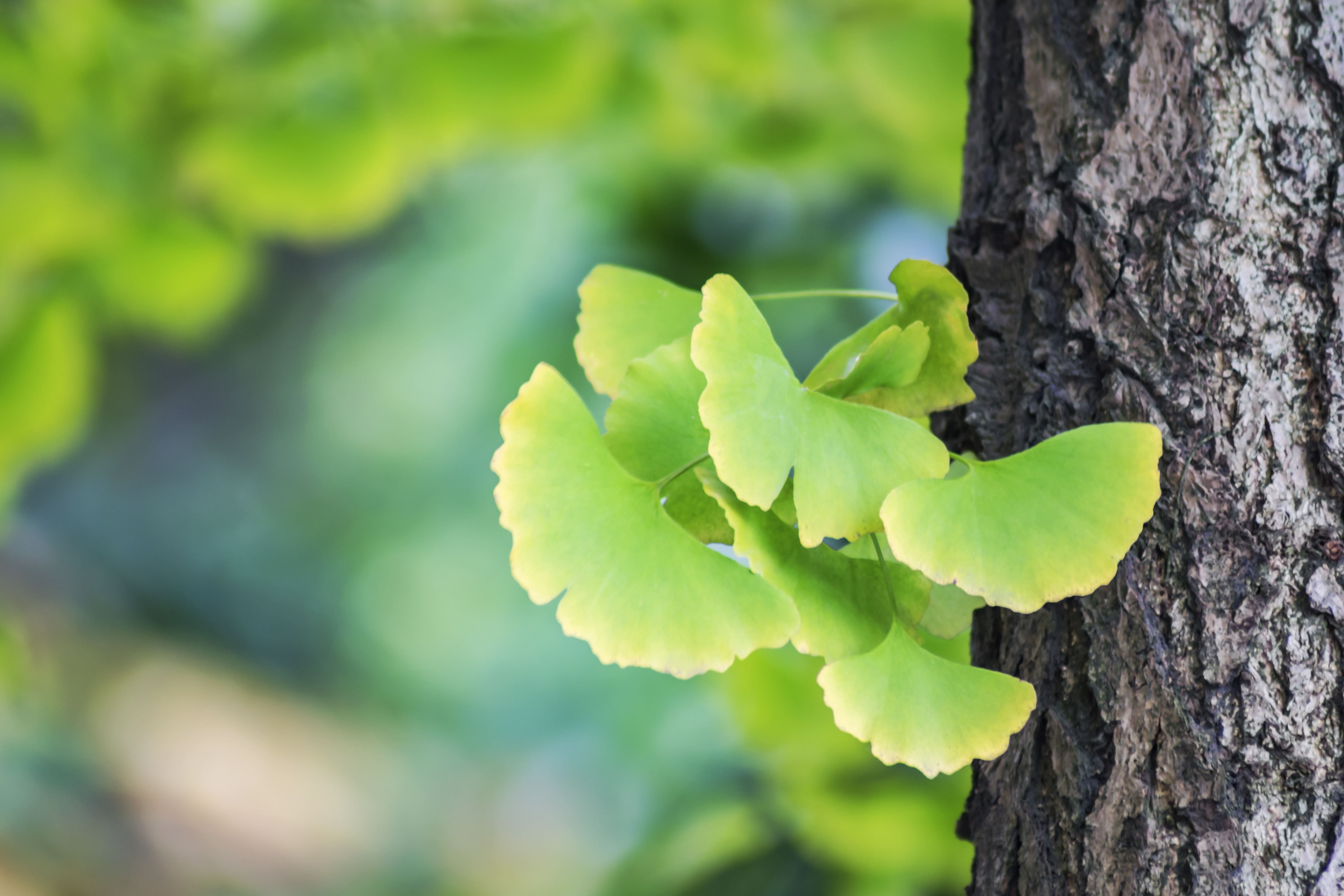 Lá bạch quả - Ginkgo Biloba Lá bạch quả - Ginkgo Biloba