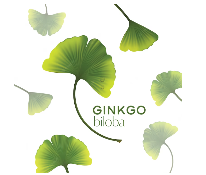 TÁc ĐỘng CỦa Ginkgo Biloba ĐẾn NgƯỜi Suy GiẢm TrÍ NhỚ