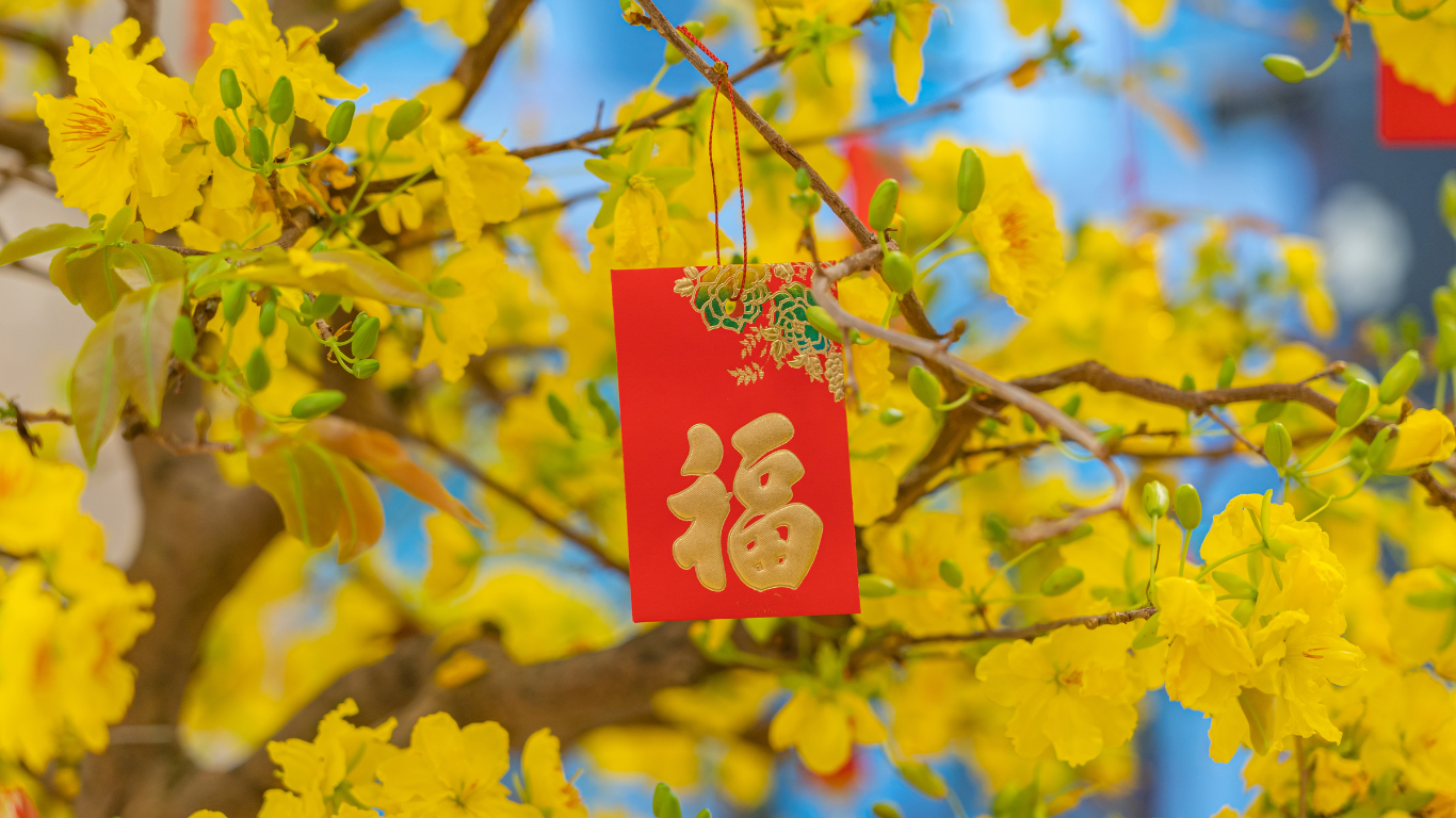 Hoa Mai - biểu tượng hoa ngày Tết ở miền Nam Hoa Mai - biểu tượng hoa ngày Tết ở miền Nam