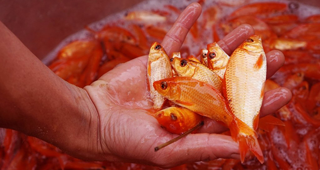 Cúng ông Công ông Táo giờ nào Cúng ông Công ông Táo giờ nào