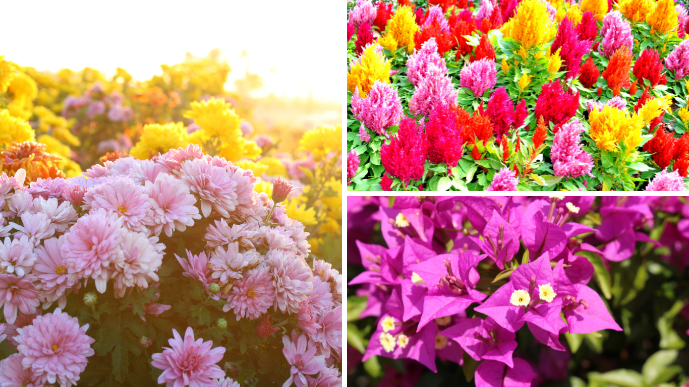 Hoa ngày Tết được nhiều gia đình chưng Tết Hoa ngày Tết được nhiều gia đình chưng Tết