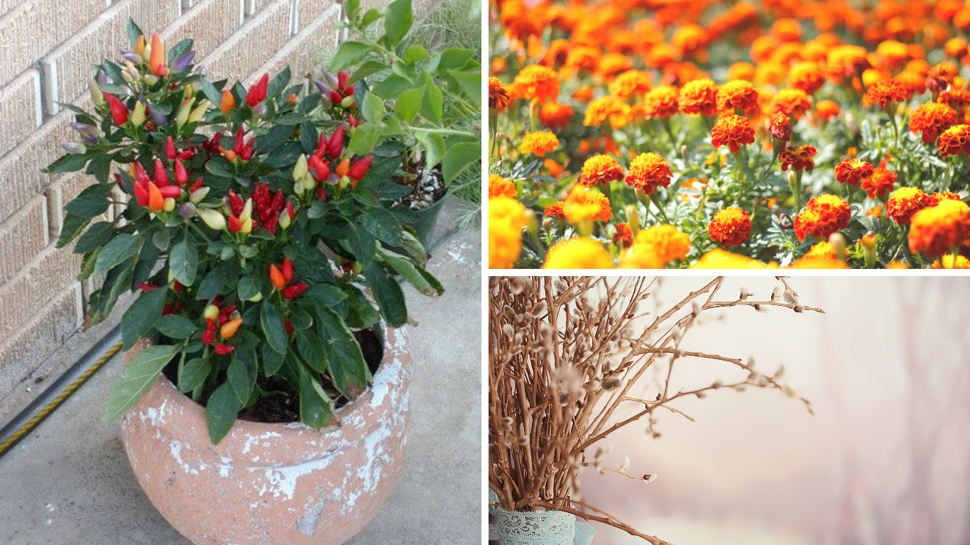 Một số hoa ngày Tết được nhiều gia đình yêu thích Một số hoa ngày Tết được nhiều gia đình yêu thích