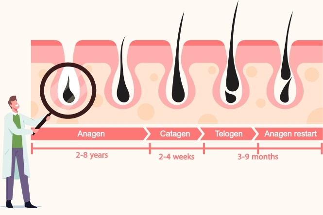Các yếu tố quyết định tốc độ phát triển của tóc Các yếu tố quyết định tốc độ phát triển của tóc