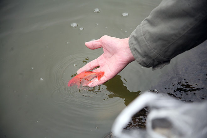Phóng sanh ngày lễ Vu Lan Phóng sanh ngày lễ Vu Lan