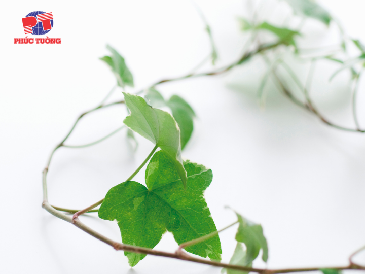 Tác dụng của lá thường xuân trong điều trị bệnh Tác dụng của lá thường xuân trong điều trị bệnh