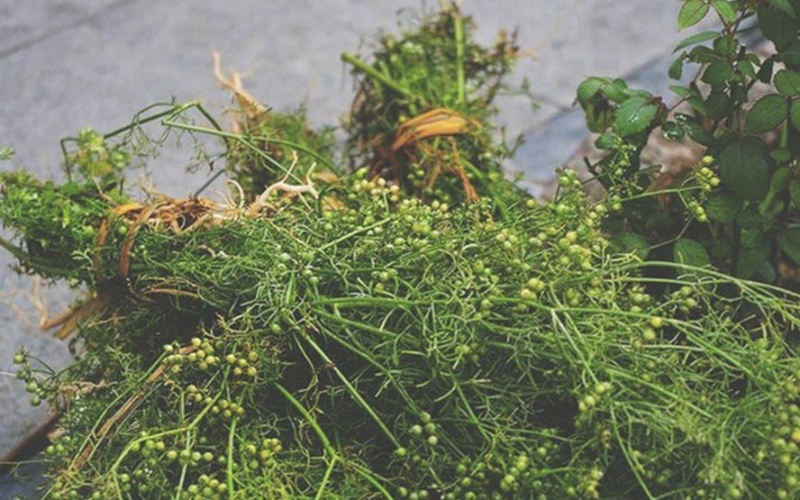 Mùng 5 tháng 5 Tết Đoan Ngọ Mùng 5 tháng 5 Tết Đoan Ngọ