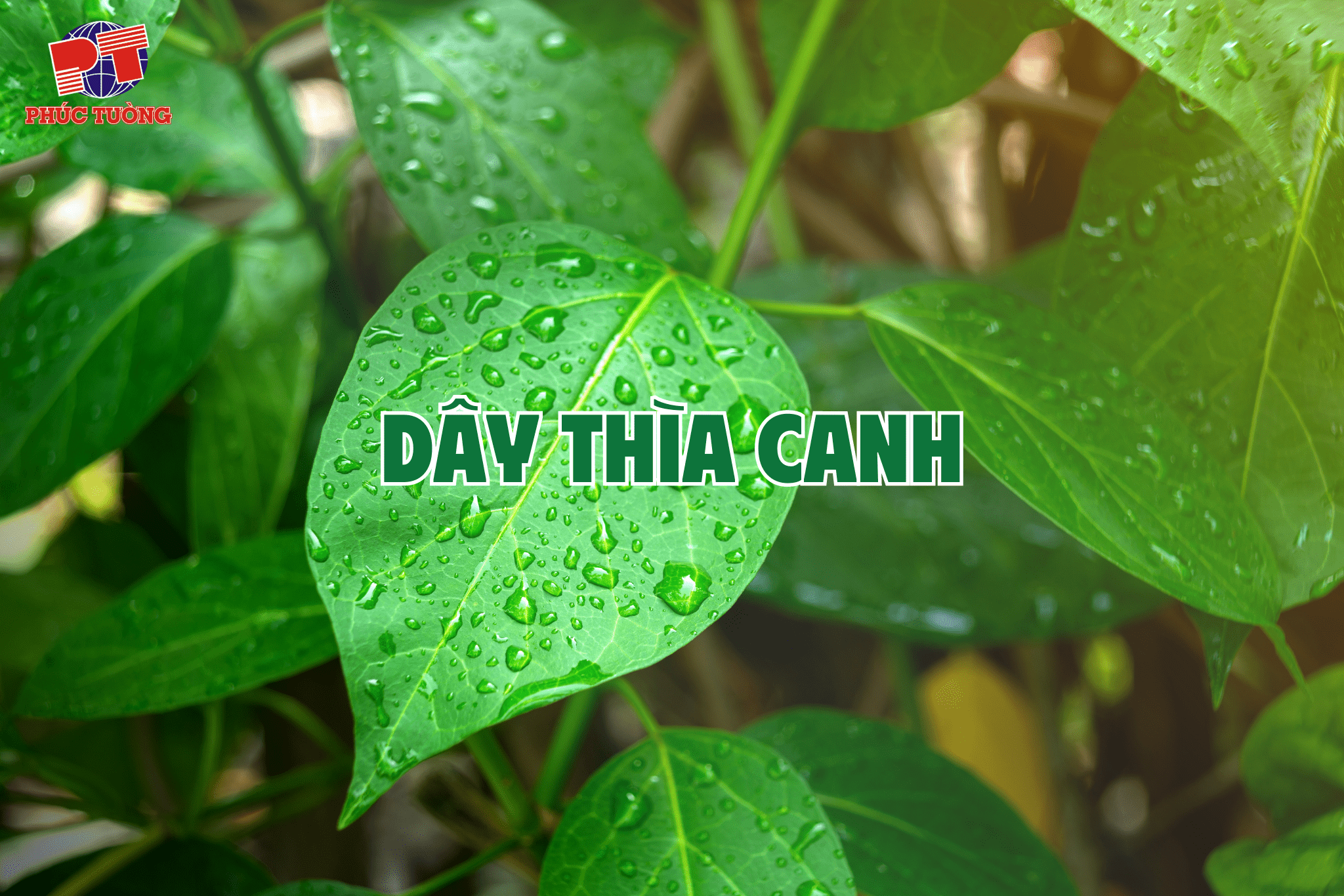 Dây thìa canh Dây thìa canh