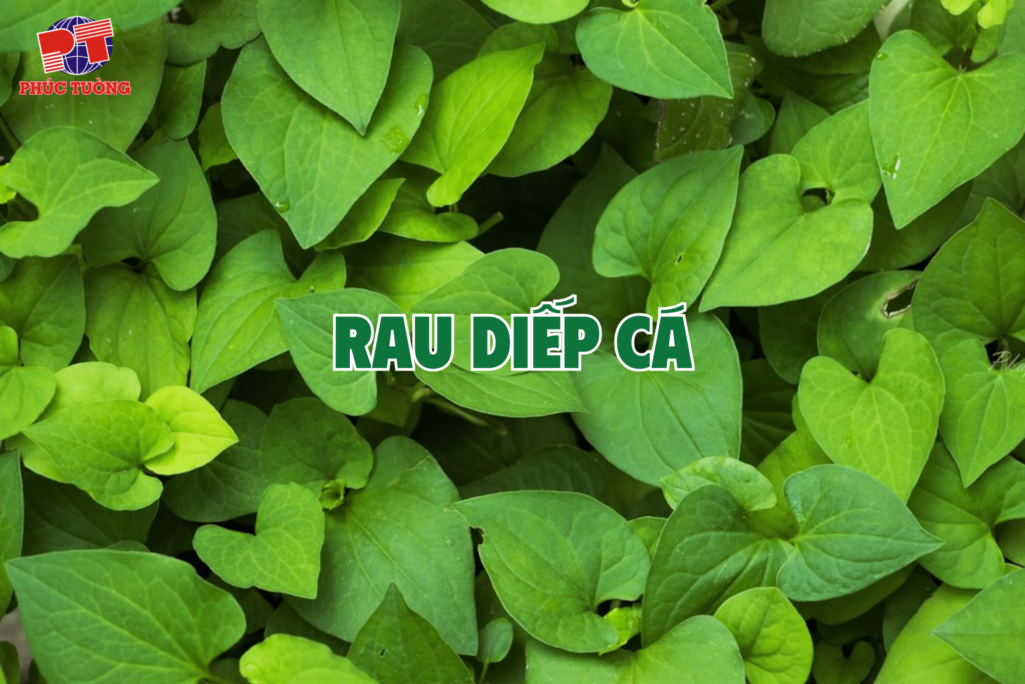 Rau diếp cá Rau diếp cá