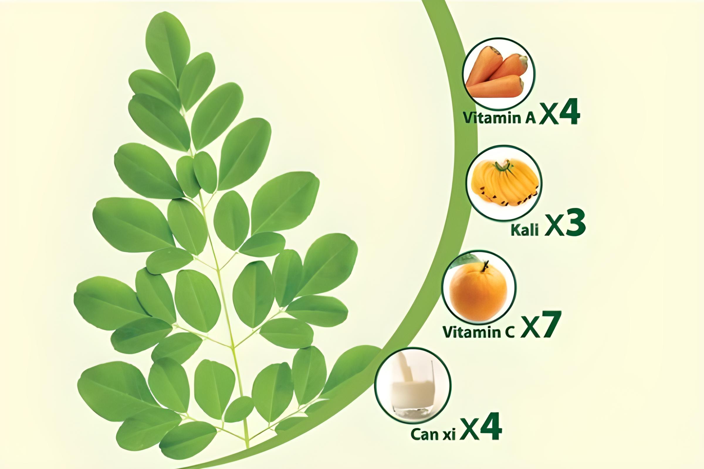 Thực phẩm dinh dưỡng Moringa chứa nhiều chất dinh dưỡng Thực phẩm dinh dưỡng Moringa chứa nhiều chất dinh dưỡng