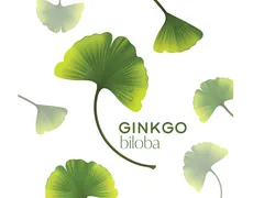 TÁC ĐỘNG CỦA GINKGO BILOBA ĐẾN NGƯỜI SUY GIẢM TRÍ NHỚ