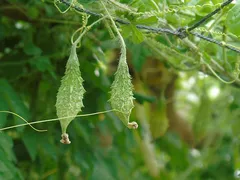 BẤT NGỜ VỚI KHẢ NĂNG KHÁNG VIRUS CỦA KHỔ QUA RỪNG