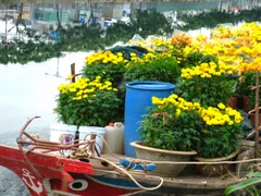 NHỮNG LOẠI HOA NGÀY TẾT LUÔN CÓ
