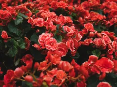 BẠN NÊN CHỌN HOA NÀO CHƯNG MÙA TẾT ĐỂ THU HÚT TÀI LỘC CẢ NĂM