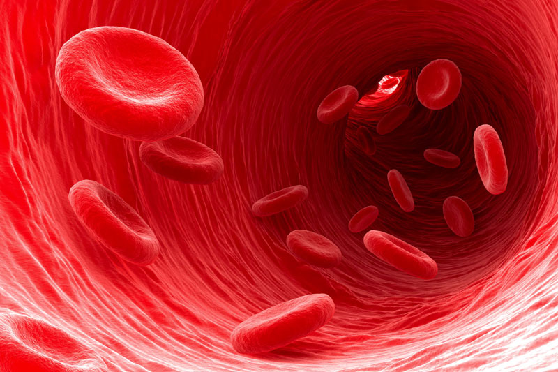 Sắt giúp sản xuất hồng cầu và thúc đẩy sự vận chuyển chất dinh dưỡng đến tóc Sắt giúp sản xuất hồng cầu và thúc đẩy sự vận chuyển chất dinh dưỡng đến tóc