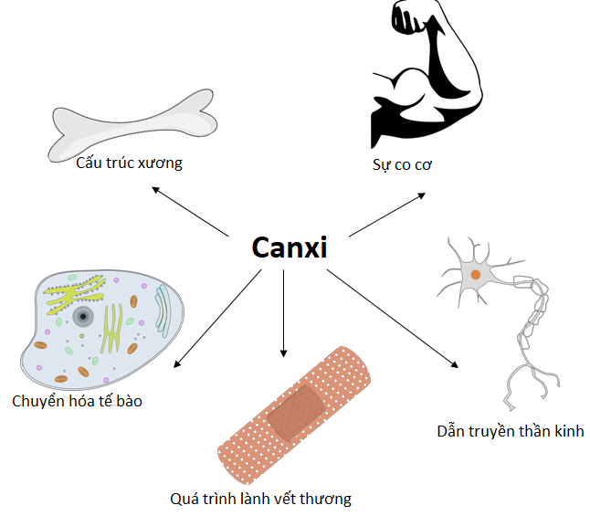 Canxi đóng vai trò quan trọng trong cơ thể Canxi đóng vai trò quan trọng trong cơ thể