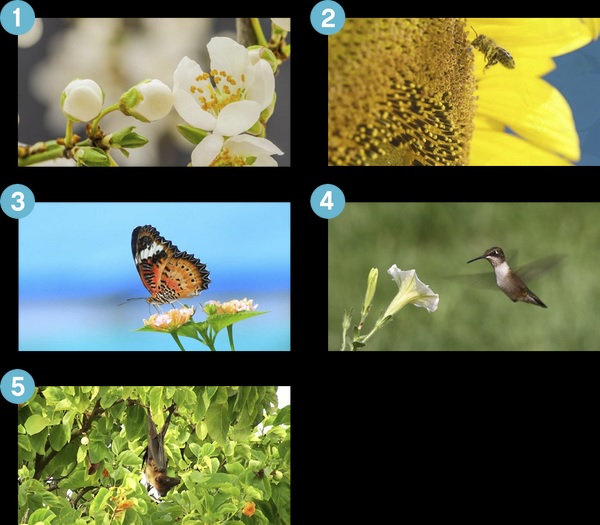 sự thụ phấn sự thụ phấn