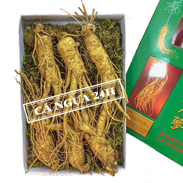 Nhân sâm tươi Hàn Quốc 6 Củ/Kg Nhân sâm tươi Hàn Quốc 6 Củ/Kg