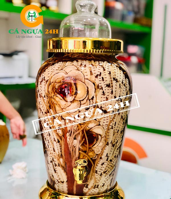 Bình Rượu Mối Chúa 10Lít Tại Cá Ngựa 24h Bình Rượu Mối Chúa 10Lít Tại Cá Ngựa 24h