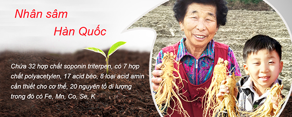 Thành phần có trong nhân sâm Hàn Quốc Thành phần có trong nhân sâm Hàn Quốc