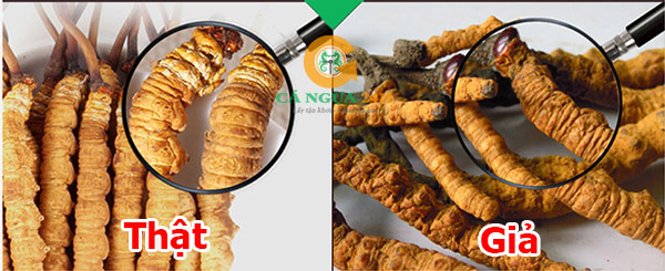 Phần đầu Đông Trùng Hạ Thảo Phần đầu Đông Trùng Hạ Thảo