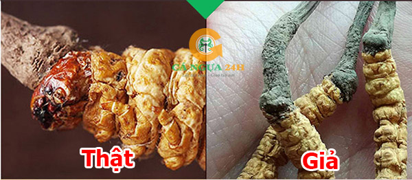 Phần mắt Đông Trùng Hạ Thảo Phần mắt Đông Trùng Hạ Thảo