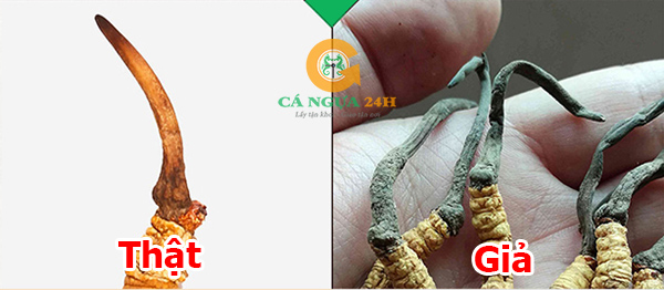 Phần thảo trên đầu Đông Trùng Hạ Thảo Phần thảo trên đầu Đông Trùng Hạ Thảo