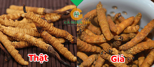 Phần thân Đông Trùng Hạ Thảo Phần thân Đông Trùng Hạ Thảo