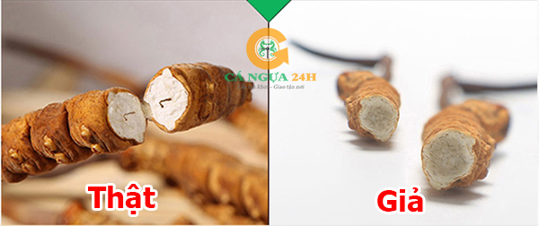 Phần ruột Đông Trùng Hạ Thảo Phần ruột Đông Trùng Hạ Thảo