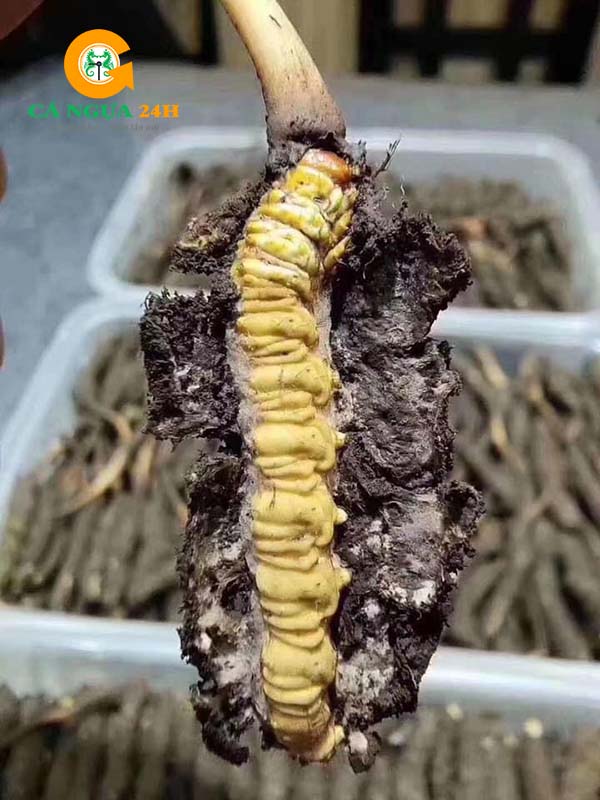 Thành Phần Đông Trùng Hạ Thảo Tây Tạng Thành Phần Đông Trùng Hạ Thảo Tây Tạng