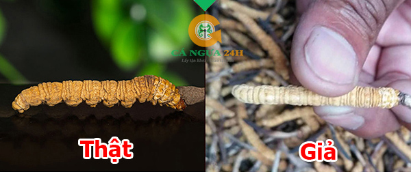 Phần lưng Đông Trùng Hạ Thảo Phần lưng Đông Trùng Hạ Thảo