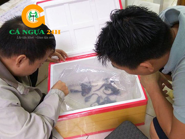 Khách hàng trực tiếp đến Shop chọn mua cá ngựa sống ngâm rượu Khách hàng trực tiếp đến Shop chọn mua cá ngựa sống ngâm rượu