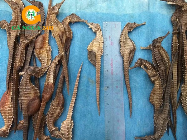 Cá ngựa khô chất lượng tại Cá Ngựa 24h Cá ngựa khô chất lượng tại Cá Ngựa 24h