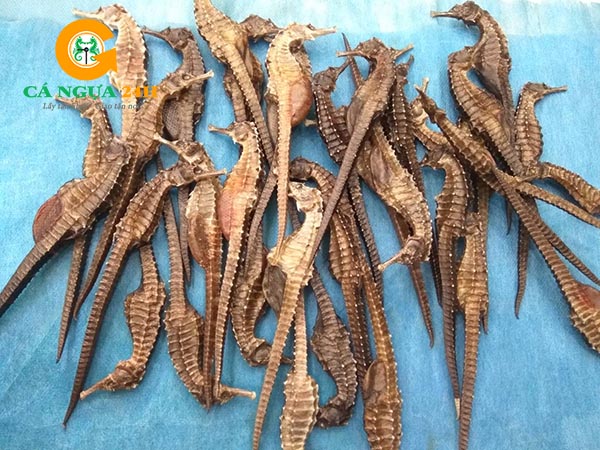 Cá Ngựa Khô Phải Đầy Đủ Các Bộ Phận Khi Mua Cá Ngựa Khô Phải Đầy Đủ Các Bộ Phận Khi Mua