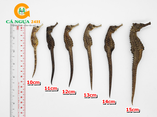 Giá bán cá ngựa khô khác nhau theo từng cm Giá bán cá ngựa khô khác nhau theo từng cm