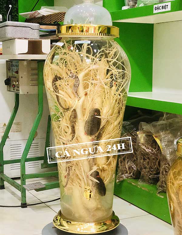 Bình Rượu Nhân Sâm Cá Ngựa Chúa 41 Lít Bình Rượu Nhân Sâm Cá Ngựa Chúa 41 Lít