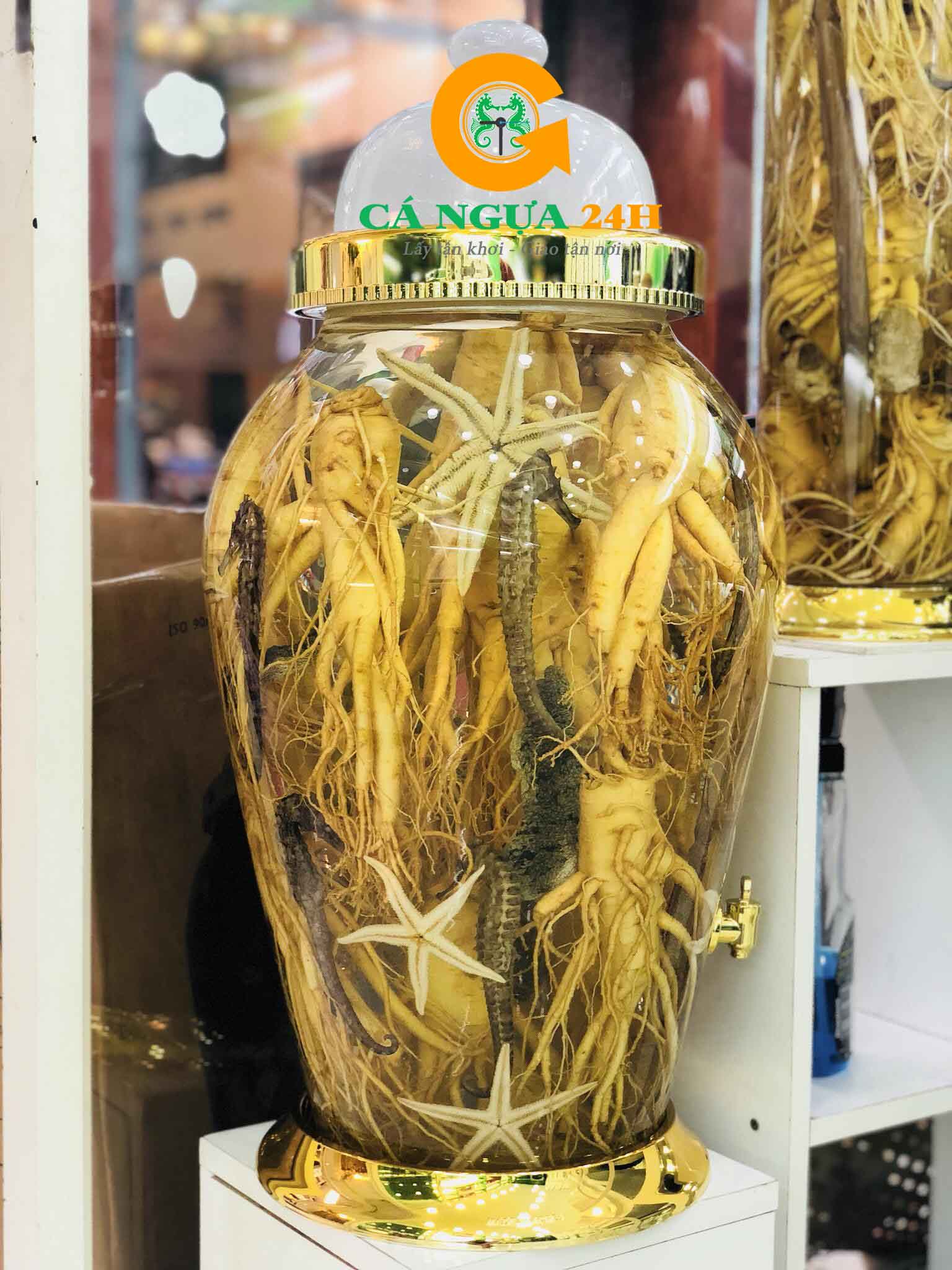 Bình rượu Cá Ngựa Nhân Sâm kết hợp cùng Hải Long, Hải Sâm, Sao Biển Tại Cá Ngựa 24H_02 Bình rượu Cá Ngựa Nhân Sâm kết hợp cùng Hải Long, Hải Sâm, Sao Biển Tại Cá Ngựa 24H_02