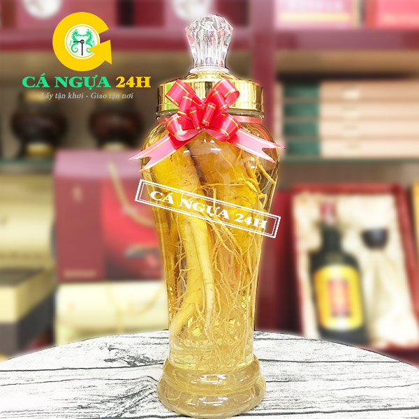 Bình Rượu Nhân Sâm 2,4Lít Tại Cá Ngựa 24h Bình Rượu Nhân Sâm 2,4Lít Tại Cá Ngựa 24h