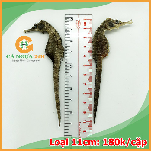 Hình ảnh cá ngựa khô 11cm chất lượng Hình ảnh cá ngựa khô 11cm chất lượng