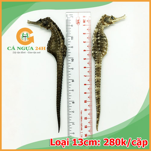 Hình ảnh cá ngựa khô 13cm chất lượng Hình ảnh cá ngựa khô 13cm chất lượng