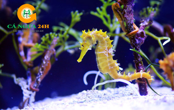 Cá ngựa đại dương ngâm rượu mang lại hiệu quả tốt Cá ngựa đại dương ngâm rượu mang lại hiệu quả tốt