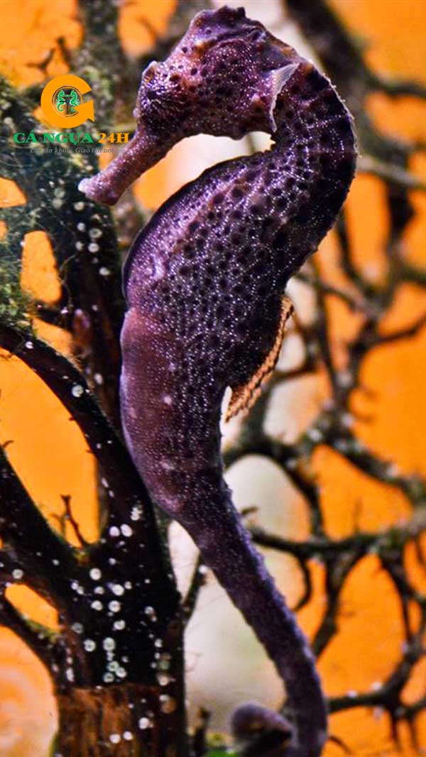 Hình ảnh cá ngựa đực mang bầu Hình ảnh cá ngựa đực mang bầu